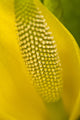 Close Up Of An American Skunk Cabbage Bloom Chugach National Forest Wall Mural