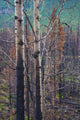 View Of Burnt Trees From The Eklutna Lake Fire Wall Mural