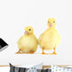 Little Yellow Ducklings Wall Decal