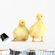 Little Yellow Ducklings Wall Decal