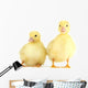 Little Yellow Ducklings Wall Decal