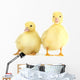 Little Yellow Ducklings Wall Decal