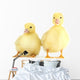 Little Yellow Ducklings Wall Decal