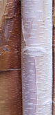 Close Up Detail Of Birch Bark Wall Mural
