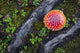 Fly Agaric Mushroom And Tree Roots Wall Mural