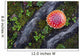 Fly Agaric Mushroom And Tree Roots Wall Mural