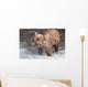 Brown Bear Shakes Dry In Funnel Creek Wall Mural