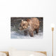 Brown Bear Shakes Dry In Funnel Creek Wall Mural