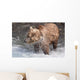 Brown Bear Shakes Dry In Funnel Creek Wall Mural