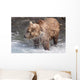 Brown Bear Shakes Dry In Funnel Creek Wall Mural
