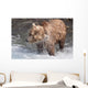 Brown Bear Shakes Dry In Funnel Creek Wall Mural