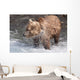 Brown Bear Shakes Dry In Funnel Creek Wall Mural