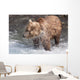 Brown Bear Shakes Dry In Funnel Creek Wall Mural
