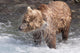 Brown Bear Shakes Dry In Funnel Creek Wall Mural
