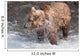 Brown Bear Shakes Dry In Funnel Creek Wall Mural
