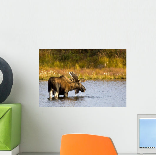 A Large Bull Moose Wades Through A Permafrost Pond Wall Mural