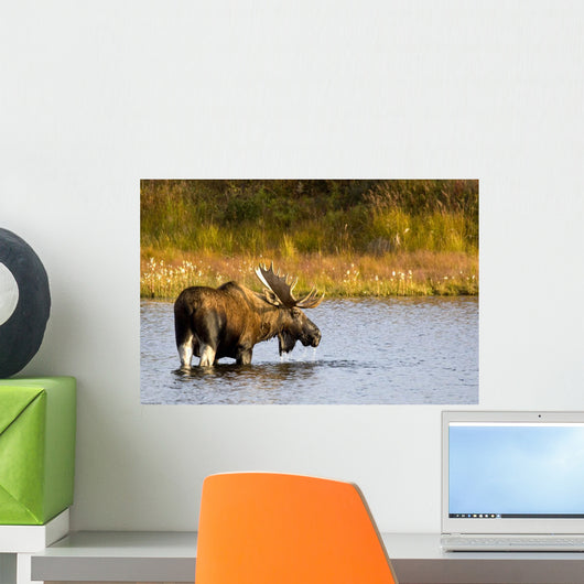 A Large Bull Moose Wades Through A Permafrost Pond Wall Mural