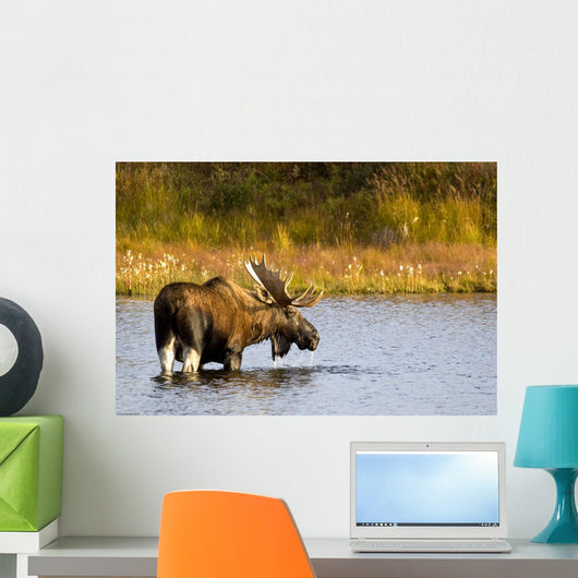 A Large Bull Moose Wades Through A Permafrost Pond Wall Mural