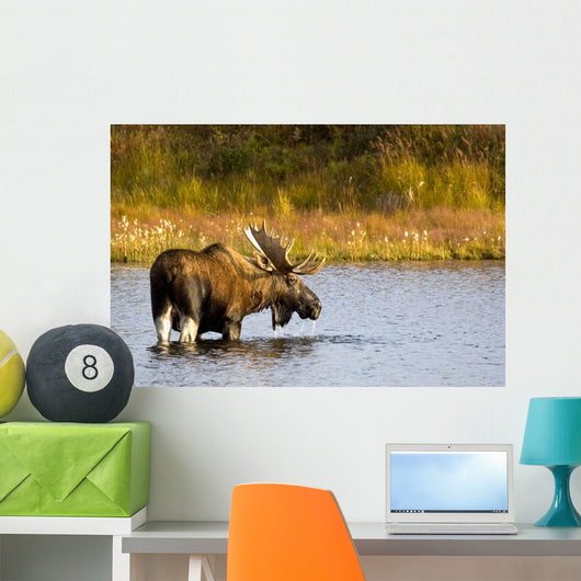 A Large Bull Moose Wades Through A Permafrost Pond Wall Mural