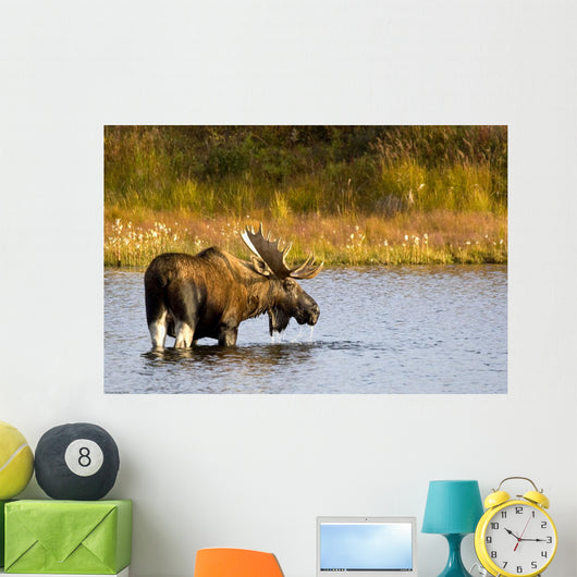 A Large Bull Moose Wades Through A Permafrost Pond Wall Mural