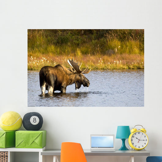 A Large Bull Moose Wades Through A Permafrost Pond Wall Mural