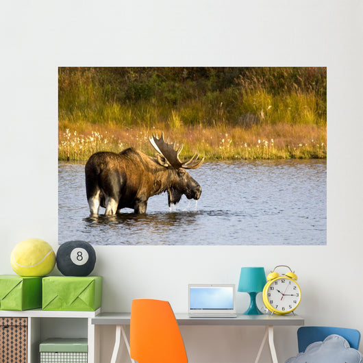 A Large Bull Moose Wades Through A Permafrost Pond Wall Mural