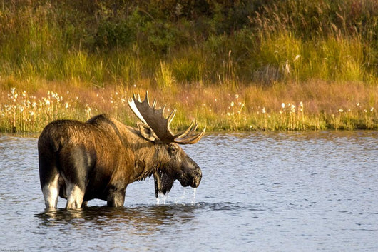 A Large Bull Moose Wades Through A Permafrost Pond Wall Mural