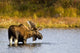 A Large Bull Moose Wades Through A Permafrost Pond Wall Mural