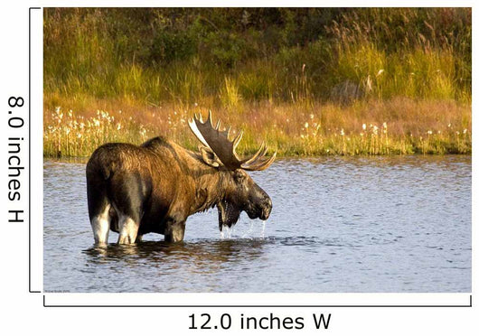 A Large Bull Moose Wades Through A Permafrost Pond Wall Mural