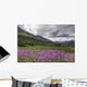 View Of Fireweed Blooms In Turnagain Pass Wall Mural