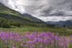 View Of Fireweed Blooms In Turnagain Pass Wall Mural