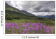 View Of Fireweed Blooms In Turnagain Pass Wall Mural