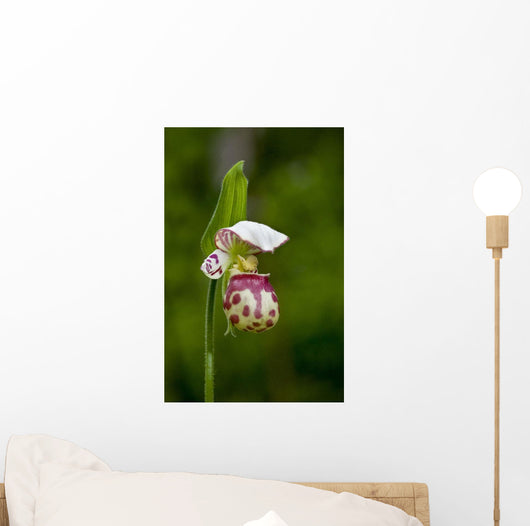 Close Up Of Lady Slipper In Bloom At The Anchorage Botanical Garden Wall Mural