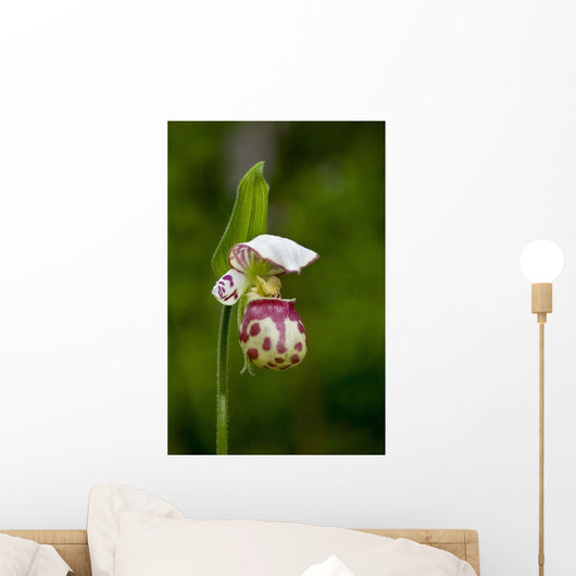 Close Up Of Lady Slipper In Bloom At The Anchorage Botanical Garden Wall Mural
