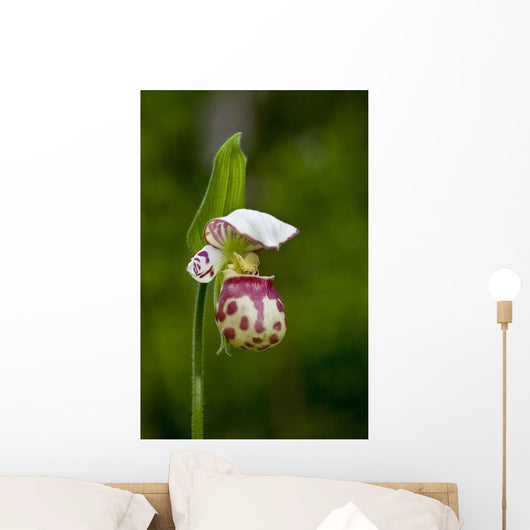 Close Up Of Lady Slipper In Bloom At The Anchorage Botanical Garden Wall Mural