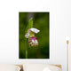 Close Up Of Lady Slipper In Bloom At The Anchorage Botanical Garden Wall Mural