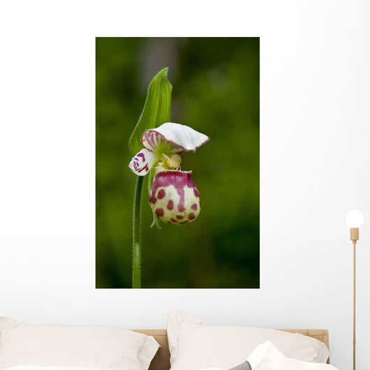 Close Up Of Lady Slipper In Bloom At The Anchorage Botanical Garden Wall Mural
