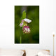 Close Up Of Lady Slipper In Bloom At The Anchorage Botanical Garden Wall Mural