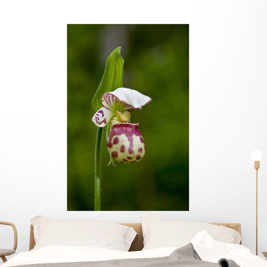 Close Up Of Lady Slipper In Bloom At The Anchorage Botanical Garden Wall Mural