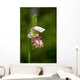 Close Up Of Lady Slipper In Bloom At The Anchorage Botanical Garden Wall Mural