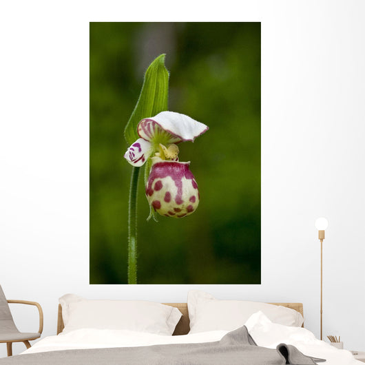 Close Up Of Lady Slipper In Bloom At The Anchorage Botanical Garden Wall Mural