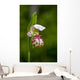Close Up Of Lady Slipper In Bloom At The Anchorage Botanical Garden Wall Mural