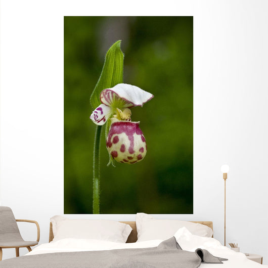 Close Up Of Lady Slipper In Bloom At The Anchorage Botanical Garden Wall Mural