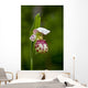 Close Up Of Lady Slipper In Bloom At The Anchorage Botanical Garden Wall Mural
