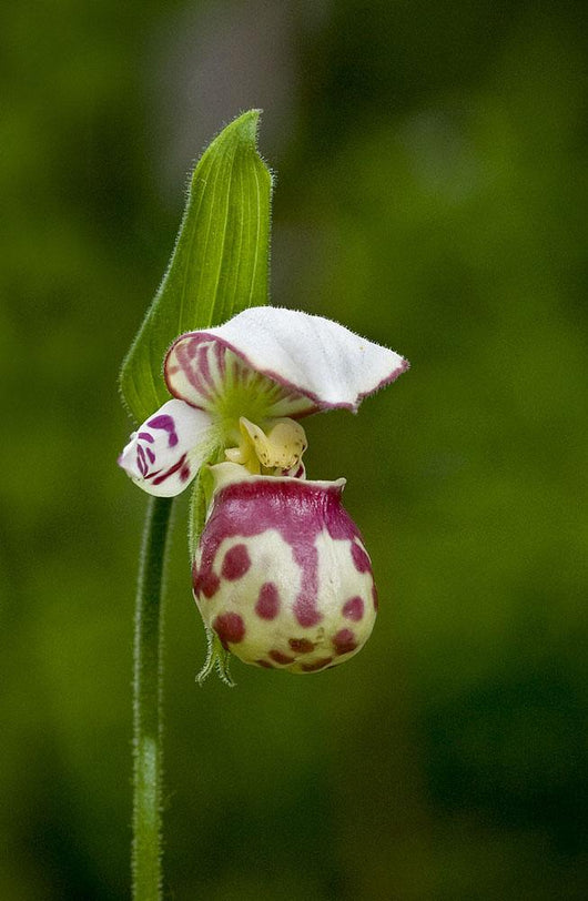 Close Up Of Lady Slipper In Bloom At The Anchorage Botanical Garden Wall Mural