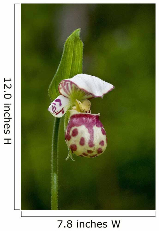 Close Up Of Lady Slipper In Bloom At The Anchorage Botanical Garden Wall Mural