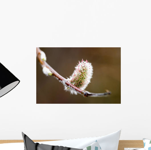 Macro View Of Willow Bud Bloomimg During Snow Melt Wall Mural