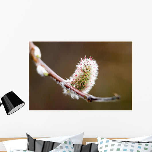 Macro View Of Willow Bud Bloomimg During Snow Melt Wall Mural