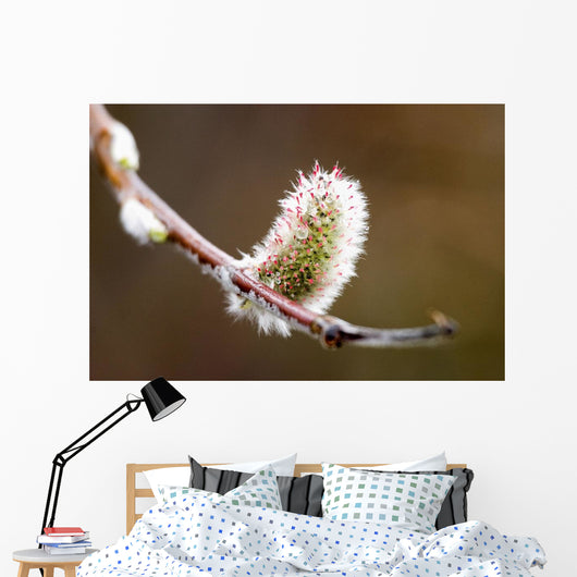 Macro View Of Willow Bud Bloomimg During Snow Melt Wall Mural