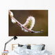 Macro View Of Willow Bud Bloomimg During Snow Melt Wall Mural